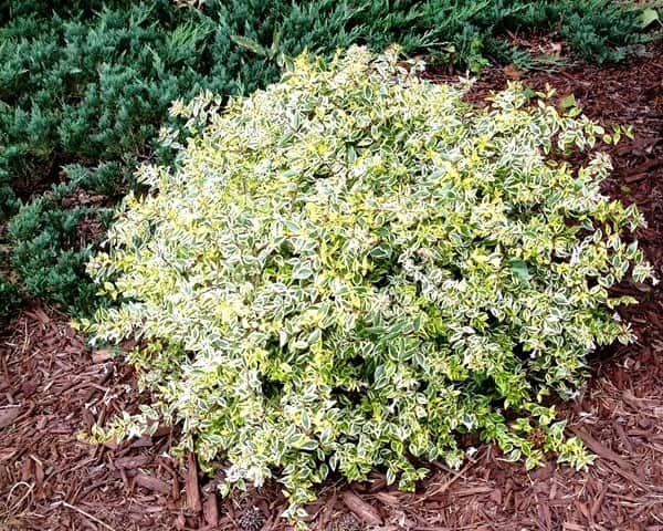 ornamental shrub abelia