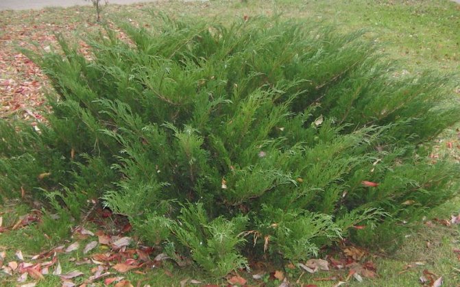 Arbust ornamental ienupăr cazac: descrierea aspectului fotografiei