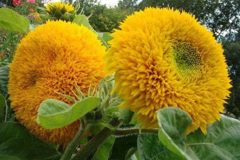 Bunga matahari hiasan: menanam dan merawat di ladang terbuka, tumbuh dari biji, varieti