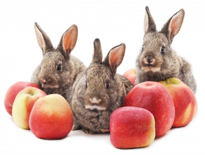 Dekorativa kaniner kan erbjudas färsk frukt och grönsaker.