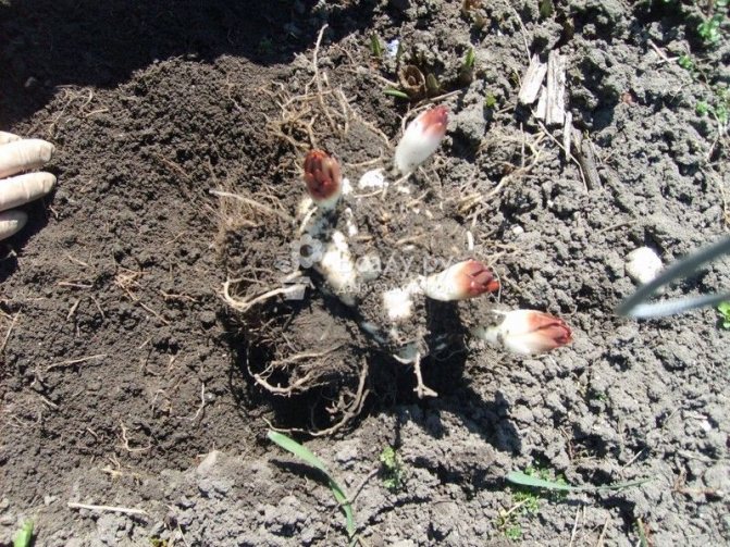 Dividing the nest of lily bulbs in spring