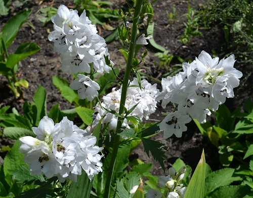 Delphinium - descriere și cultivare