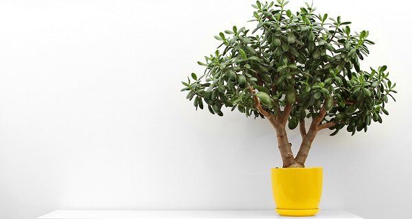 money tree how to care for it