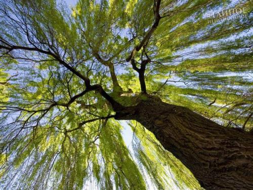 Паричното дърво е вълшебно свойство. Вълшебните свойства на дърветата.