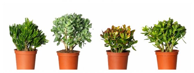 The money tree is a fat woman or crassula. Home care