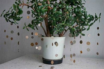 Money tree (bastard): signs and superstitions, can you keep a flower at home?