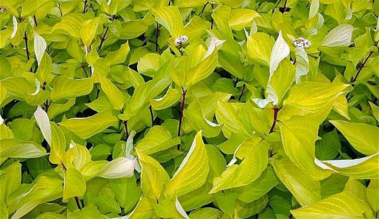 Derain white, cultivar Auria - photo