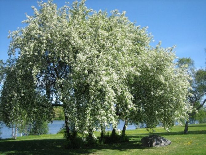 Common bird cherry tree