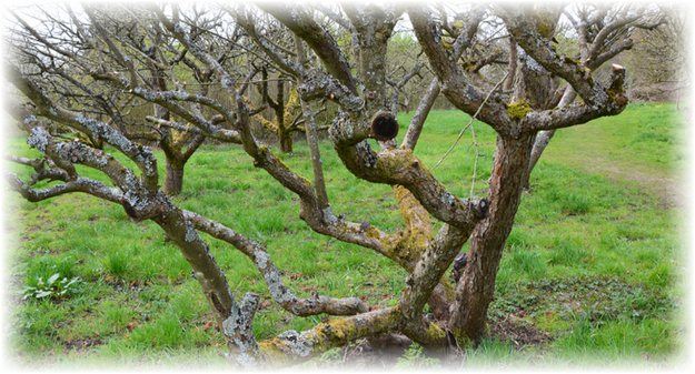 شجرة التفاح القديمة