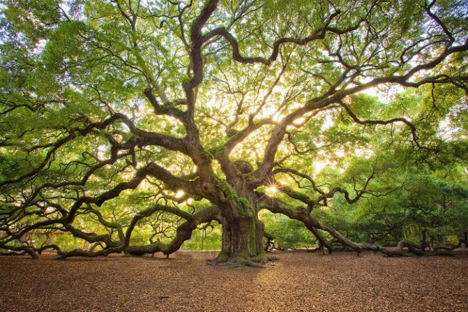 pokok oak
