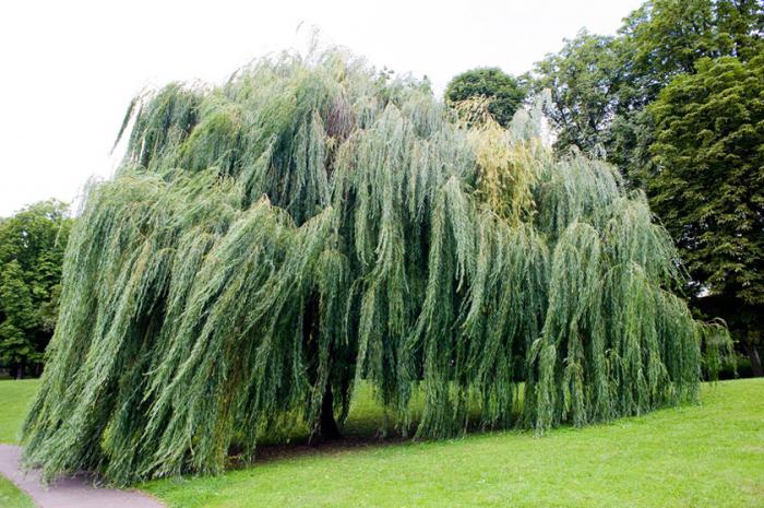 willow tree description