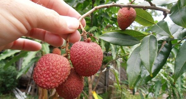 lychee tree at home how to grow