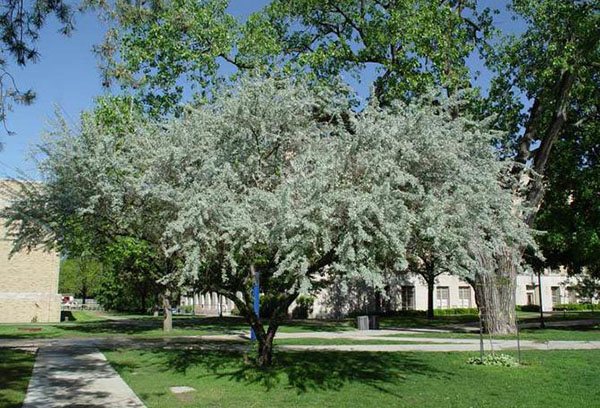 Silberner Gänsebaum