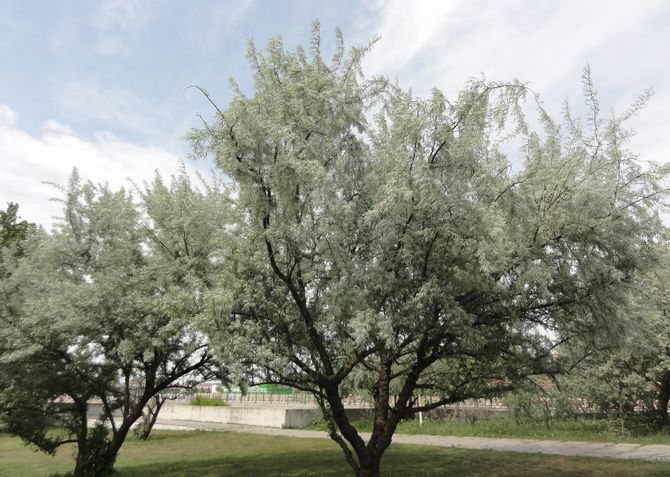 Det smalbladiga eket. Foto, plantering och vård, frukt. Ryskt olivträd