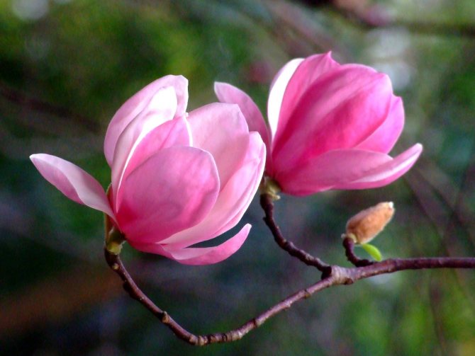 Arborele magnoliei