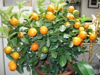 Mandarinträd