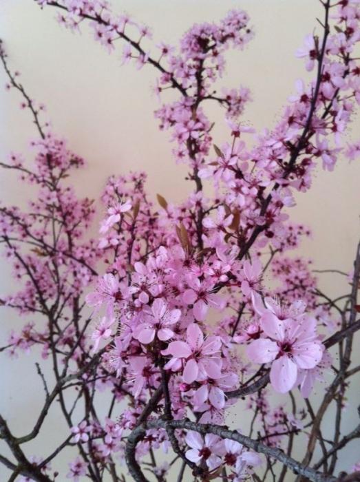 gambar pokok sakura