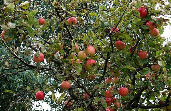 деро ябълкови дървета