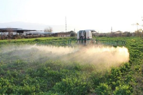 Desiccation, as a rule, is carried out in large vegetable gardens and is not used on private farms