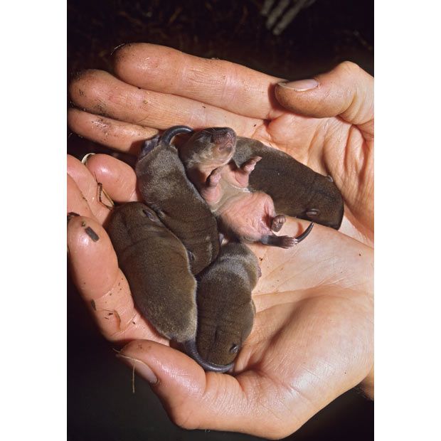 Baby water voles