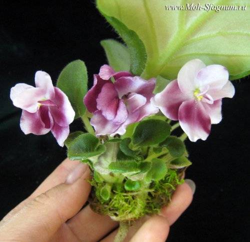 Violettes Baby blüht auf einem Blatt (Dochtbewässerung)