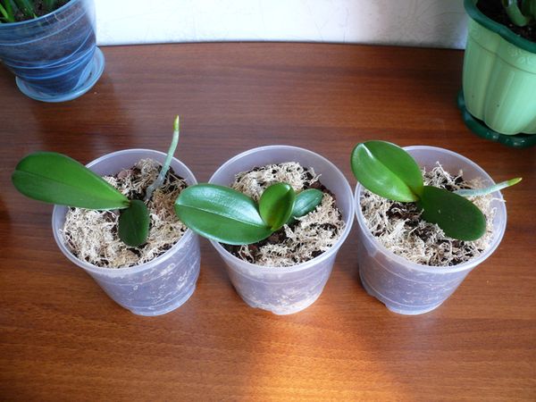 mga orchid na sanggol