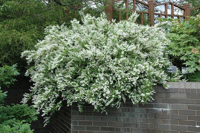 Deutzia gracilis в градинския дизайн