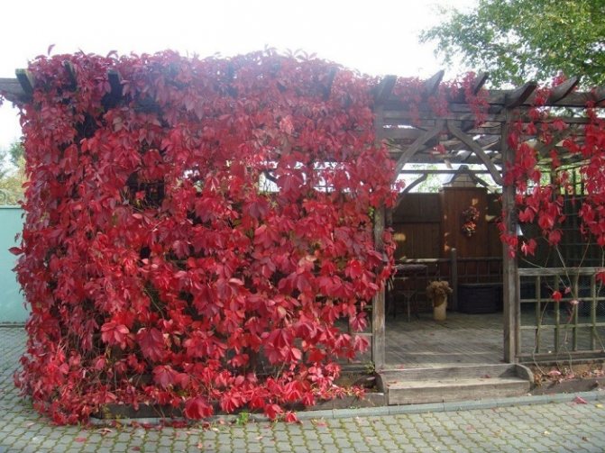flickaktiga druvor vinrött på hösten