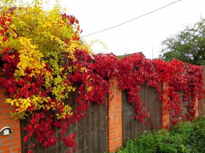 maiden grape woodcutter autumn