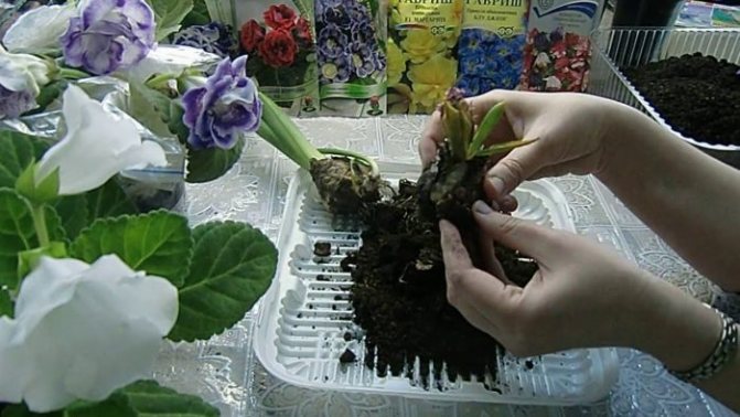 girl transplants hyacinth bulbs after flowering