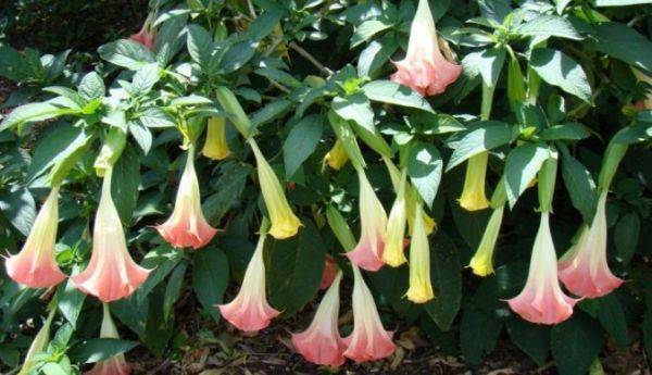 Nine amazing flowers blooming only at night