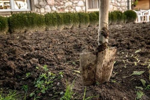 Disinfection of soil in the fall from diseases and pests. How and with what to disinfect the soil? 01
