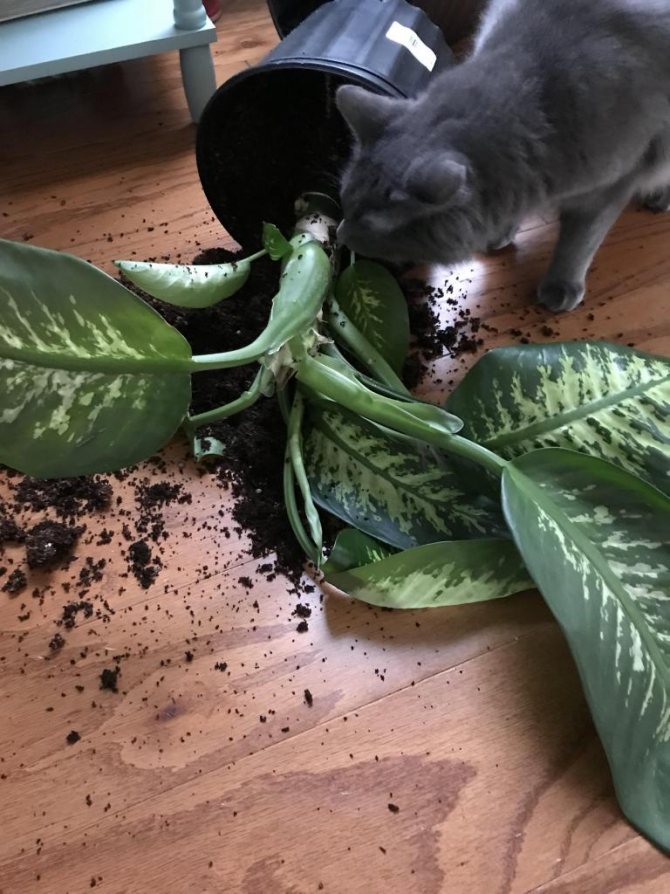 dieffenbachia and the cat