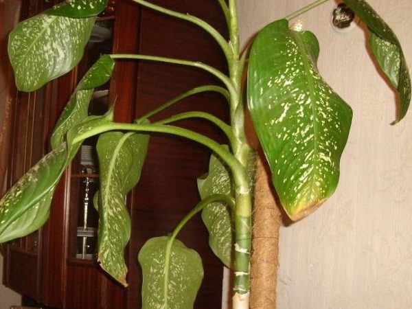 Dieffenbachia: bladspetsar blir gula och torra