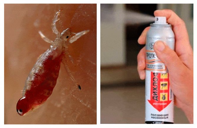Dichlorvos from lice and nits: can reviews be taken out and how to poison, how much to keep, does it kill all lice and does it help to get rid of it altogether