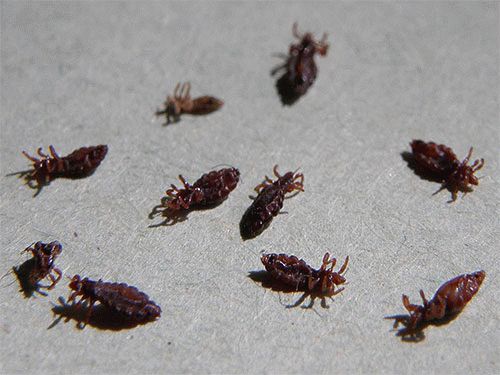 Dichlorvos from lice and nits: can reviews be taken out and how to poison, how much to keep, does it kill all lice and does it help to get rid of it altogether
