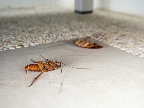 Дихлофос в борбата срещу хлебарки: как да се използва и рецензии