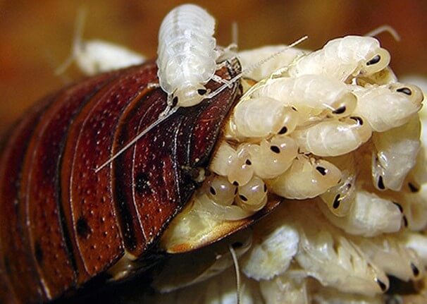 Dichlorvos i kampen mot kackerlackor: hur man använder och recensioner