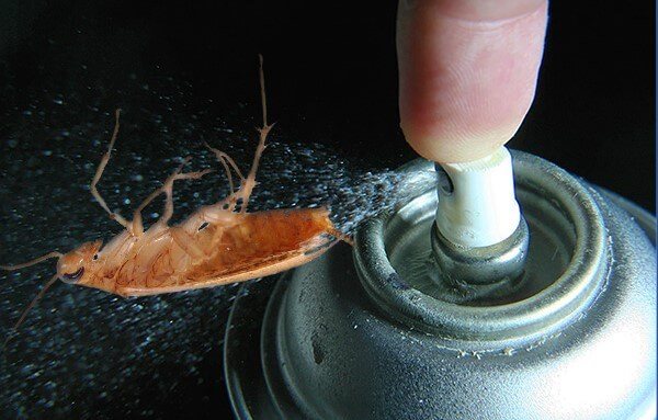 Dichlorvos v boji proti švábům: jak používat a kontrolovat