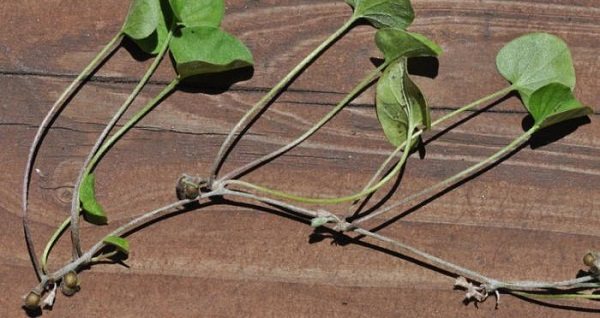 dichondra ampelous Kultivierung aus Samen