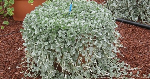 Dichondra Smaragd Wasserfall wächst aus Samen