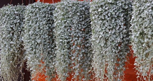 dichondra сребрист водопад, растящ у дома