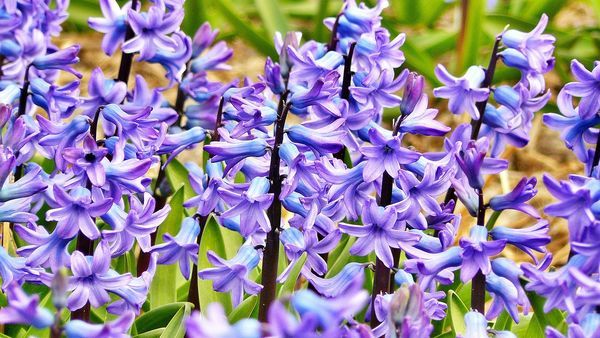 Wild hyacinths