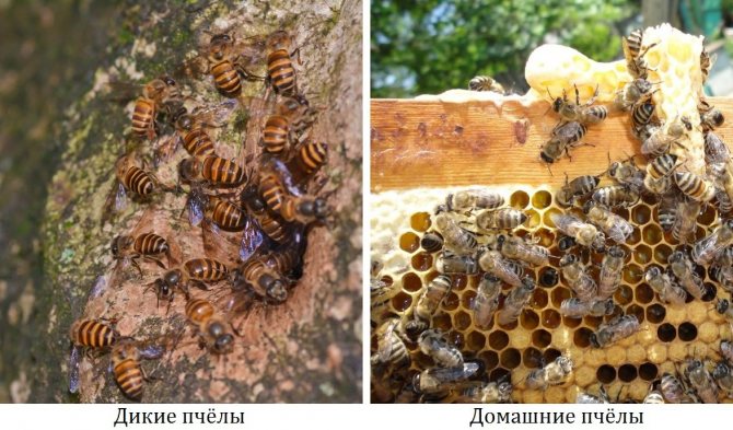 Divoké a domácí včely