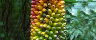 فاكهة الموز البري
