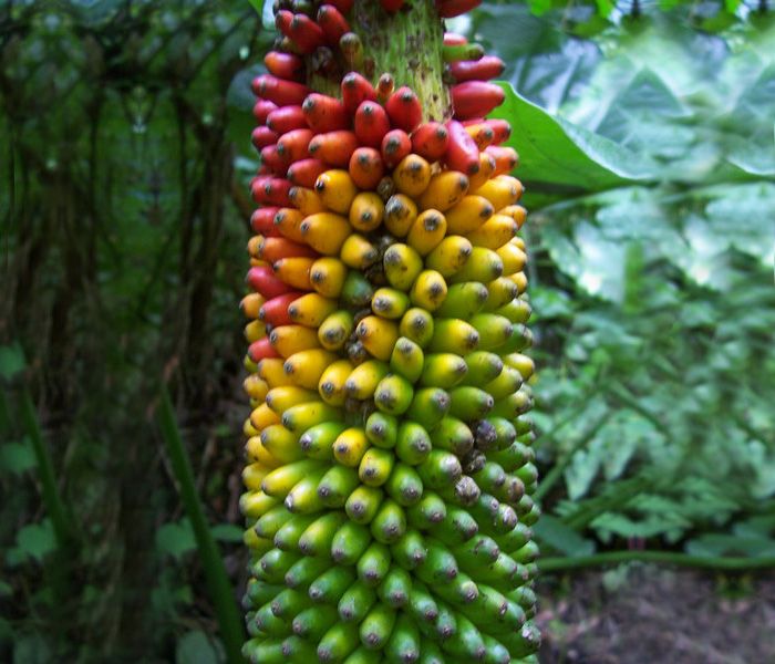 Wild banana fruit