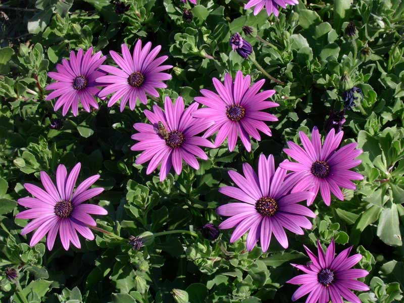 Dimorphoteka снимка на цветя в градината