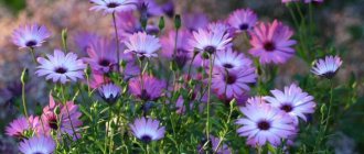 Dimorphoteka: une fleur fragile, délicate et sans prétention pour les paresseux