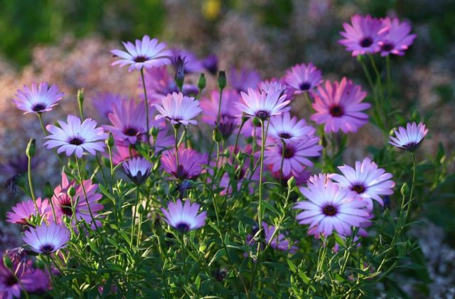 Dimorphoteka: o floare fragilă, delicată și fără pretenții pentru leneși