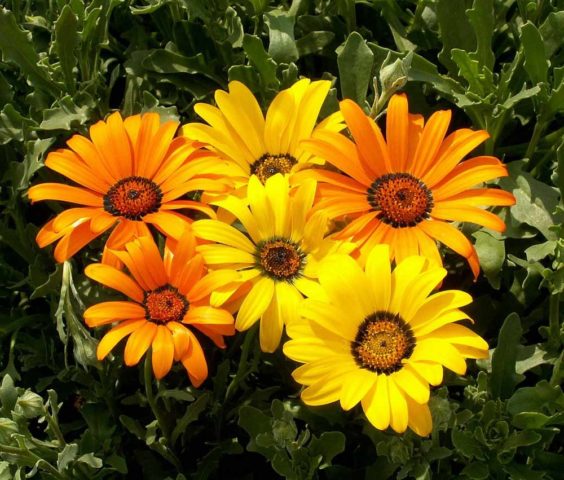 Диморфотека: крехко, нежно и непретенциозно цвете за мързеливите